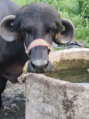 જાફરી ખડાય