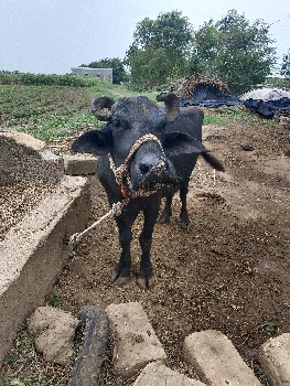 ભેંસ વેચવાની છે
