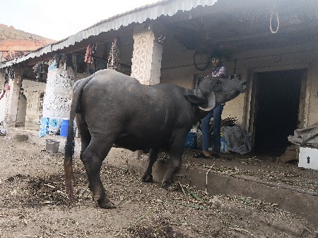 ભેંસ વેચવાની છે