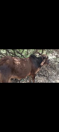 જર્સી ઓડકિ હોય તો સાટા કરવા છે