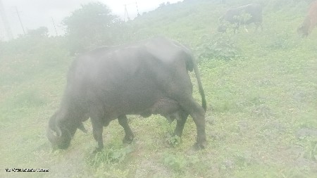 આ ભેંશ વેચવાની છે