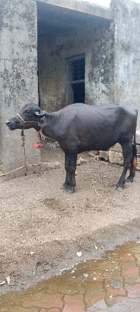 મુરો ખળેલી વેચવાની છે