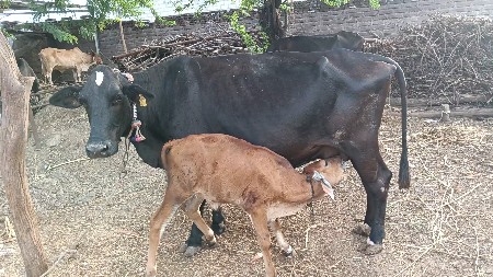 2 જર્સી ગાય વેચવાની છે