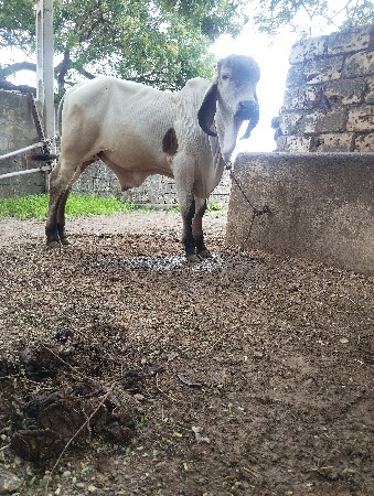 ગીર વાસડો વેસવાનો સે