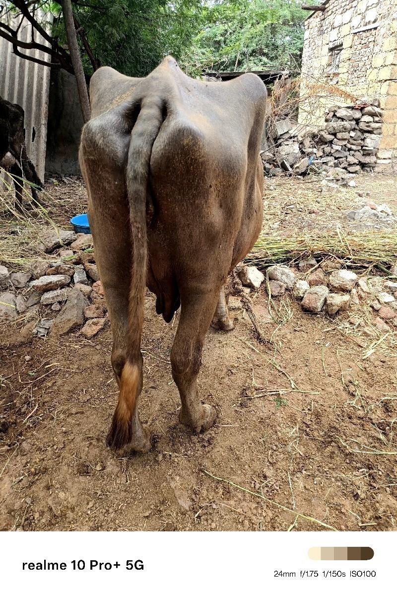ભૂરી ભેંસ વેચવાની છે