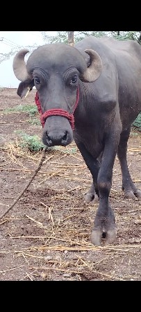 ખળેલી વેચવાની છે