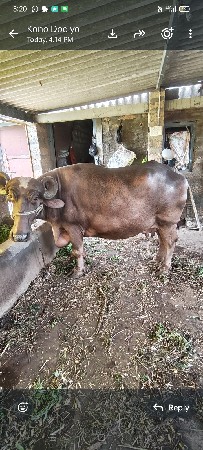 ભેંસ