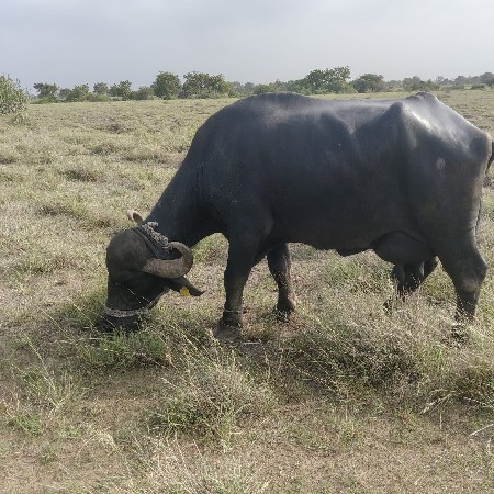 ભેંસ વેચવાની છે