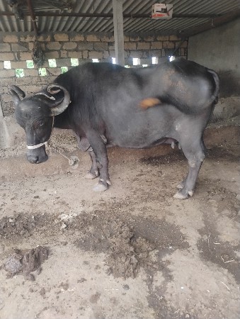 વેસવાનીછેદસલીટરદુધછે