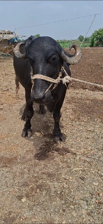 ભેંસ વેચવાની છે