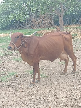 ગાય વેશવાની‌ છે