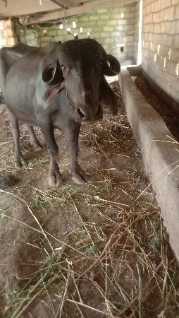 1  વેતર ખડેલી
