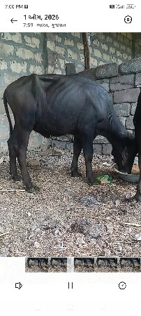પાડી વેચવાની છે 2 વરસની છે