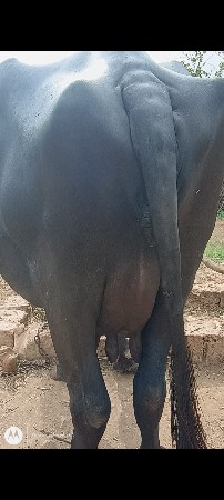 ભેંસ વેચવાની છે