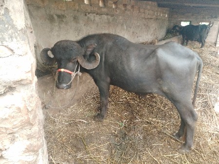 દાવૈ પાડો