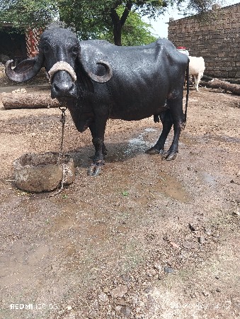 ભેંસ વેચવાની છે
