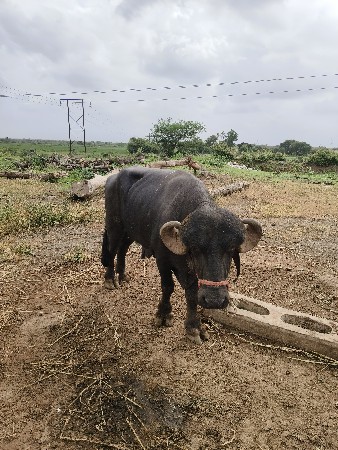 પાડો વેચવાનો છે અને સારું પાડોછે