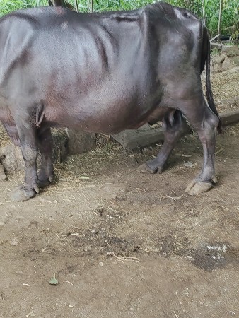 એ દસ દિવસની કાશી છે