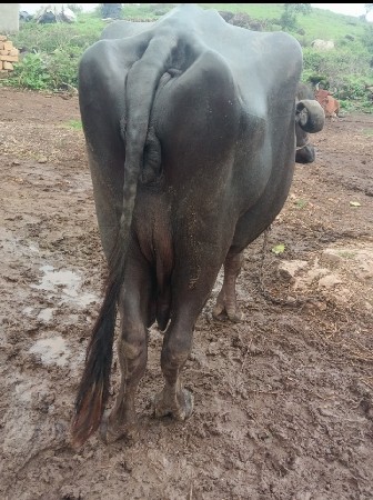 ત્રીજુ વેતર વ્યાહે 15 20 દીવસ વાર