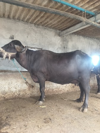 , ભેંશ વેચવાની