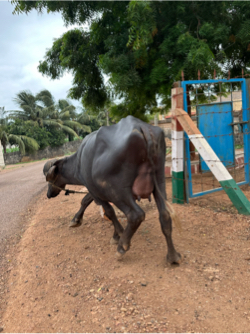 Khadelu pelu vetar