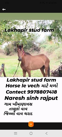 ઘોડી ઘોડ઼ો વચ્ચે રોમાં વચેરી ગમેતે