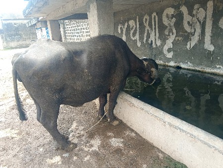 ભેંસ વેચવાની છે