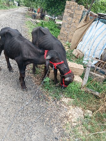 ધીરૂભાઇ