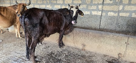 ગાય વેચવાની છે