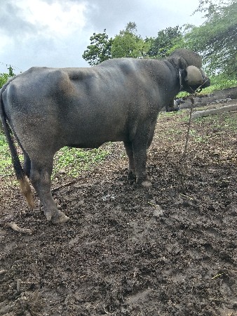 આ પાડો વેચવાનો છે