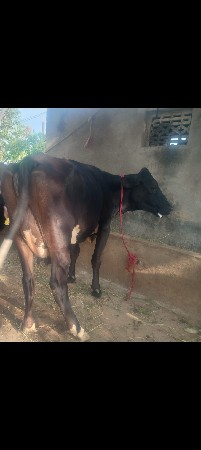 ગાય વેચવાની છે