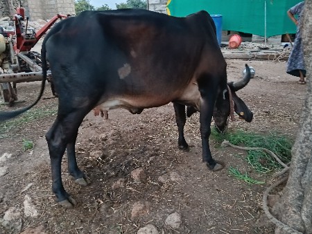ગાઈ વેસવાનિ છે સાવ સોજી છે