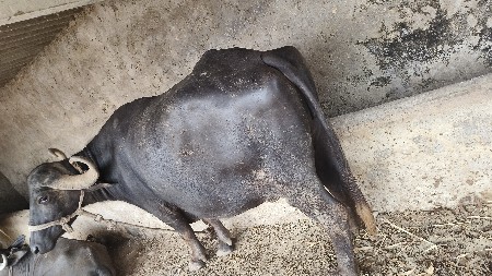 ભેંસ વેચવાની છે