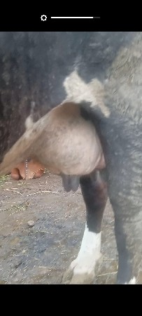 ગાય વેચવાની છે