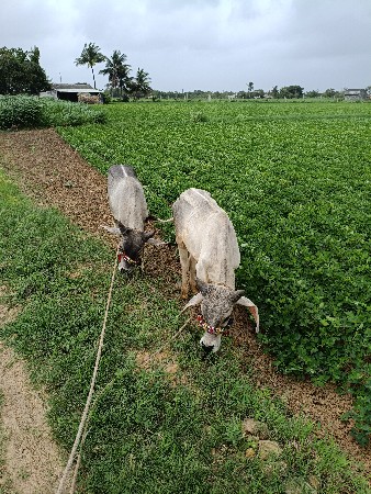 ગોધલા વેચવાના છે