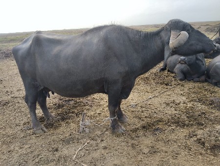ભેંસ વેચવાની છે 9099049952