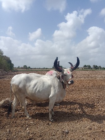 બરધ વેચવાના છે