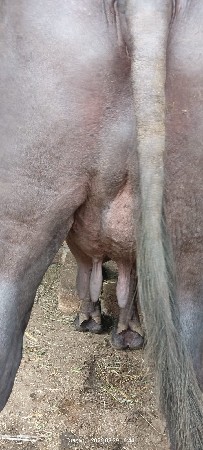 આ ભેંસ વેસવા નિસે