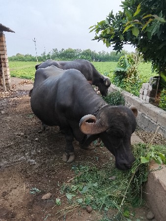 3જુ વેતર