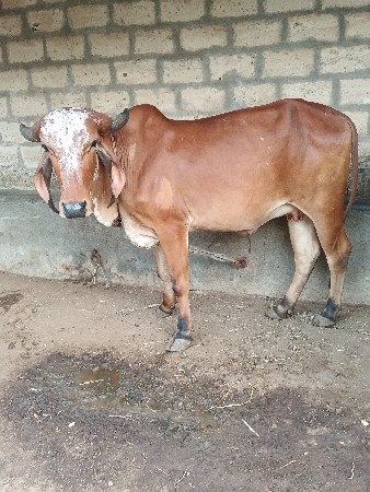 ઓળખી વેચવાની છે