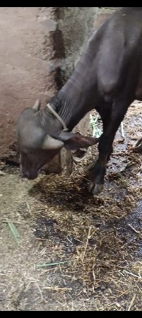 પાડી વેચવાની છે