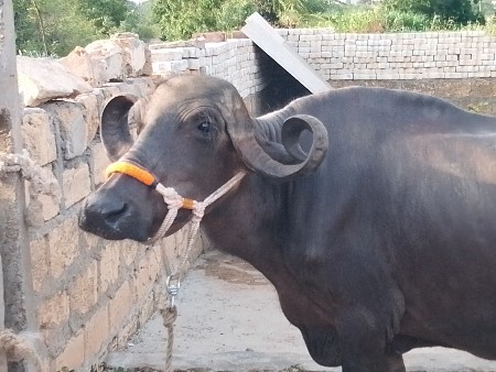ભેંસ વેચવાની