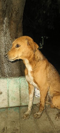કૂતરો વેચવાનો છે