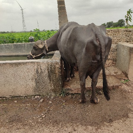 મહેસાણી ભેંસ વેચવાની છે