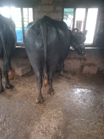 ભેંસ