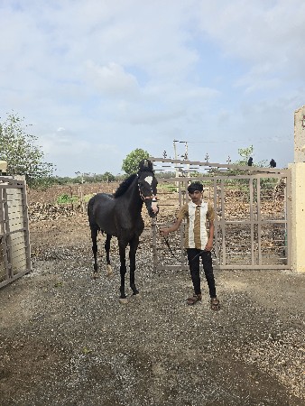 layniche vacheri che