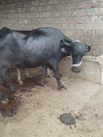 ભેંસ વેચવાની છે