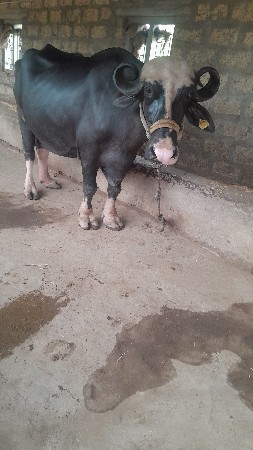 ભેશ વેસવાની છે
