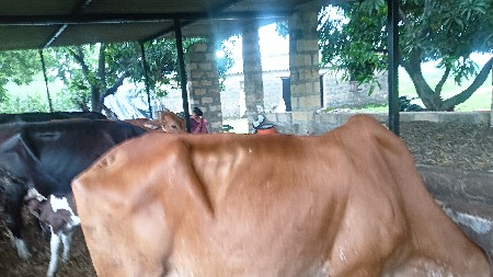 ગીર ગાઈ દેવાનીસે