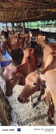 બધી વાછડીયો આપવાની છે